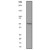 Western Blot: MMP20 Antibody (EP1275Y) [NB100-80001] - Western blot analysis on HeLa cell lysate using anti-MMP20, dilution 1:500.